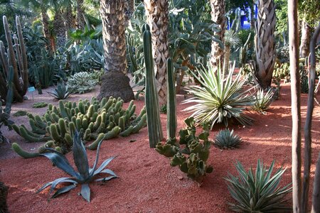 Botanical garden plants flowers photo