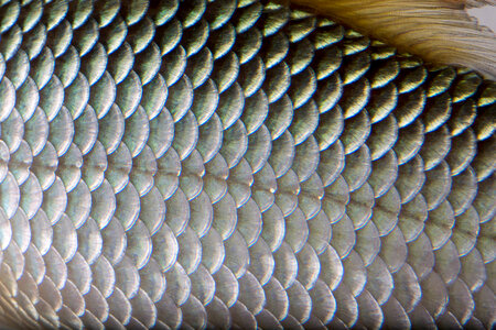 Close up of Sicklefin Redhorse scales-2