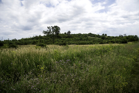 Clouds over grasses and trees at Goose Lake State Wildlife Area photo