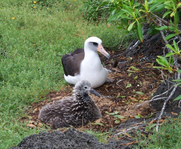 Laysan albatross with chick photo