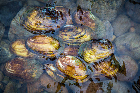 Freshwater mussels-2 photo