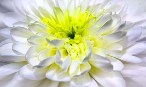 Bloom white flower