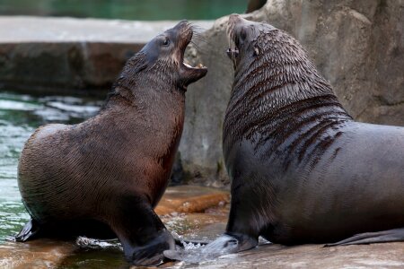 Fight sea lion sea lions photo