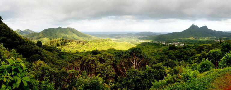 Wide Angle Forest Landscape of Oahu in Hawaii