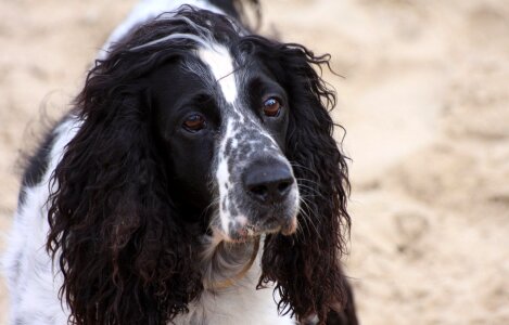 Posing puppy canine photo