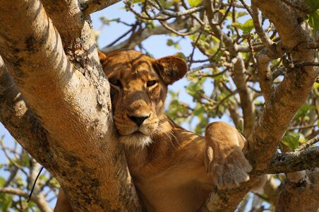 Animal lion tree photo