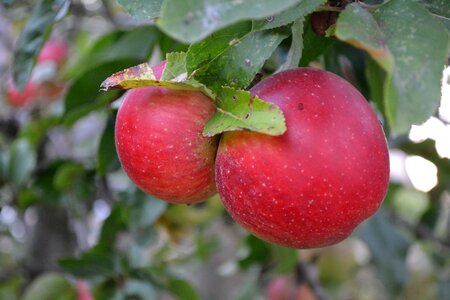 Food nature autumn fruit
