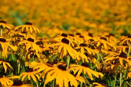 Coneflower yellow flowers photo