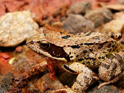 Amphibian stream bank small stones