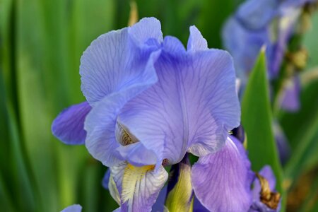 Iris flower plant photo