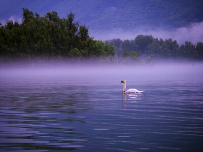 Morning fog bank photo