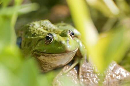 Green Frog photo