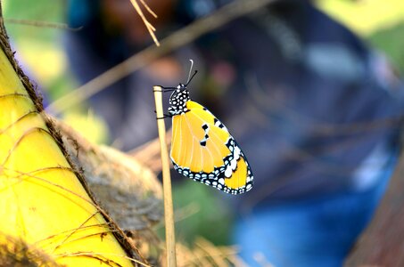 Animal arthropod beautiful image
