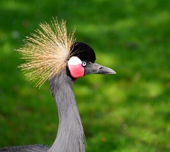 Balearica pavonina bill crane photo