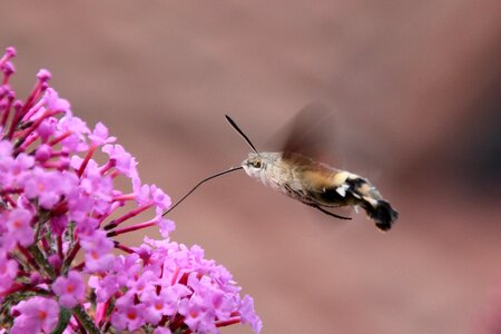 Animal wing flowers photo