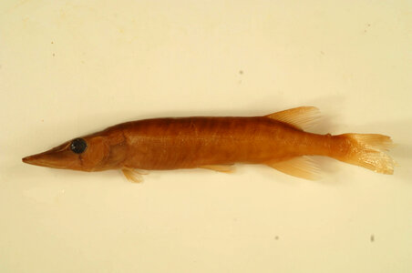 Esox niger-2