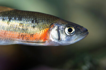 Rosyside dace-3