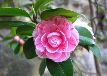 Camellia china flower photo