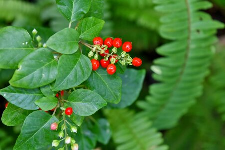 Plant berries berry