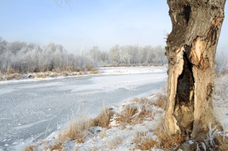 Nature frost christmas