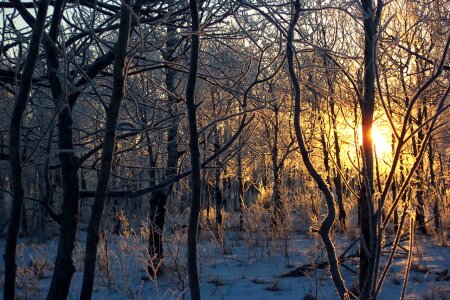 Trees morning frost