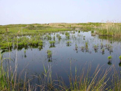 Island wetland 