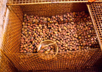 Potatoes in the cellar photo