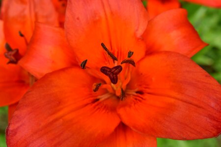 Close-Up lily pistil photo