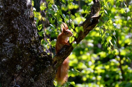 Nature animals tree
