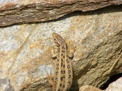 Sand lizard reptile cold blooded animals photo