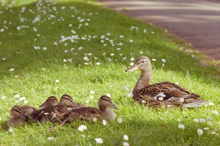 Young animal water bird photo