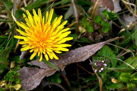 Beautiful beautiful flowers biology