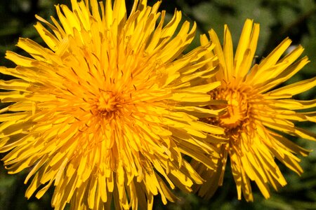 Beautiful Flowers bloom blooming