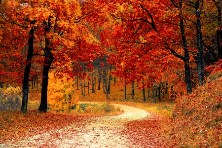 Autumn Fall Path Forest photo