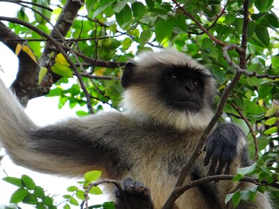 India animal wildlife