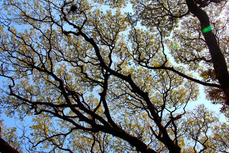 Leaves aesthetic high