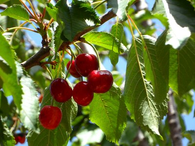 Fruit cherry tree red