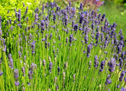Violet inflorescence crop
