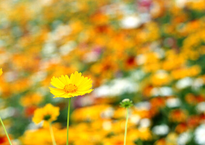 Cosmos flower in background photo