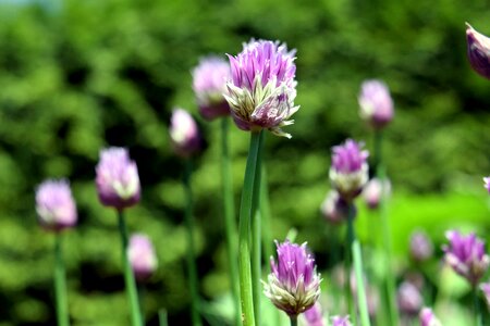 Beautiful Flowers biology blooming