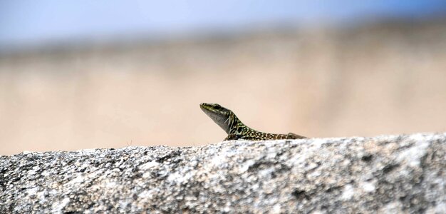 Animal fauna landscape