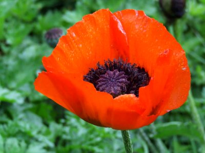 Beautiful beautiful flowers beautiful image