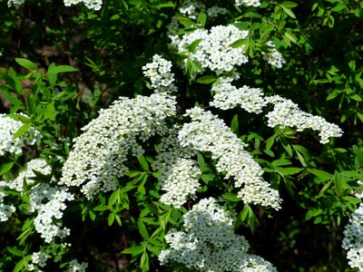 Flowers white spierstrauch