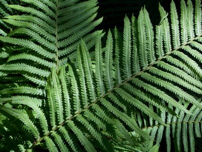 Leaves ferns plant photo