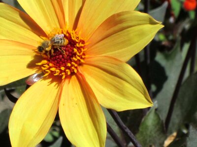 Beautiful Flowers bee biology photo