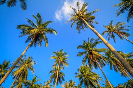 Palm Trees Sky photo