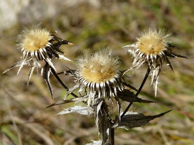 Faded carlina vulgaris nasty weather thistle photo