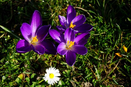 Spring bühen colorful photo