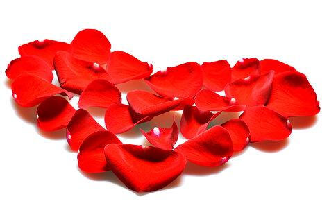 rose petals photo