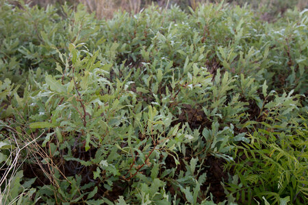 Shinnery oak habitat-3
